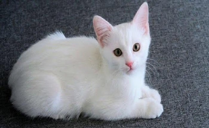 흰 고양이