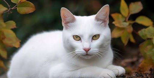 흰 고양이
